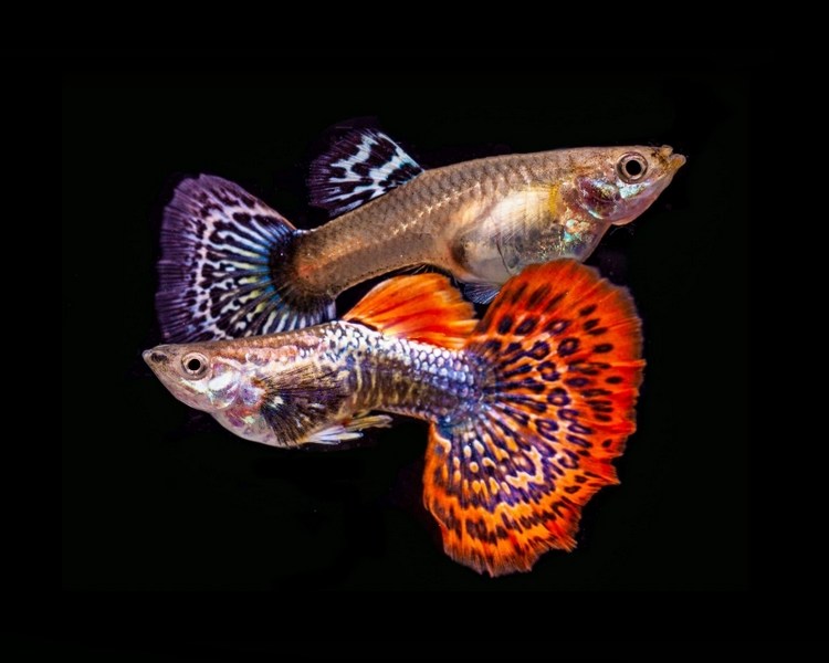 Dragon Guppy Pairs ~ 2.5-3cm